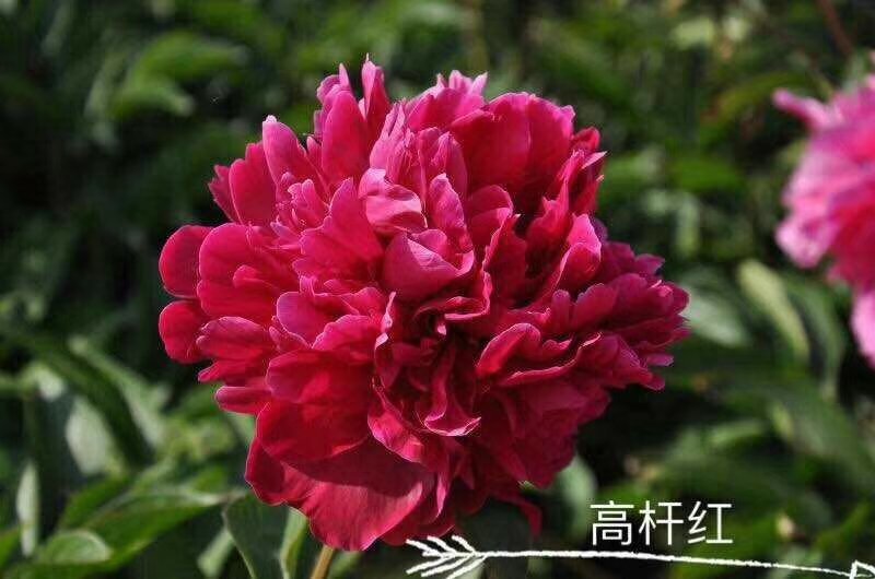 观赏芍药重瓣芍药多花芍药芍药菏泽芍药