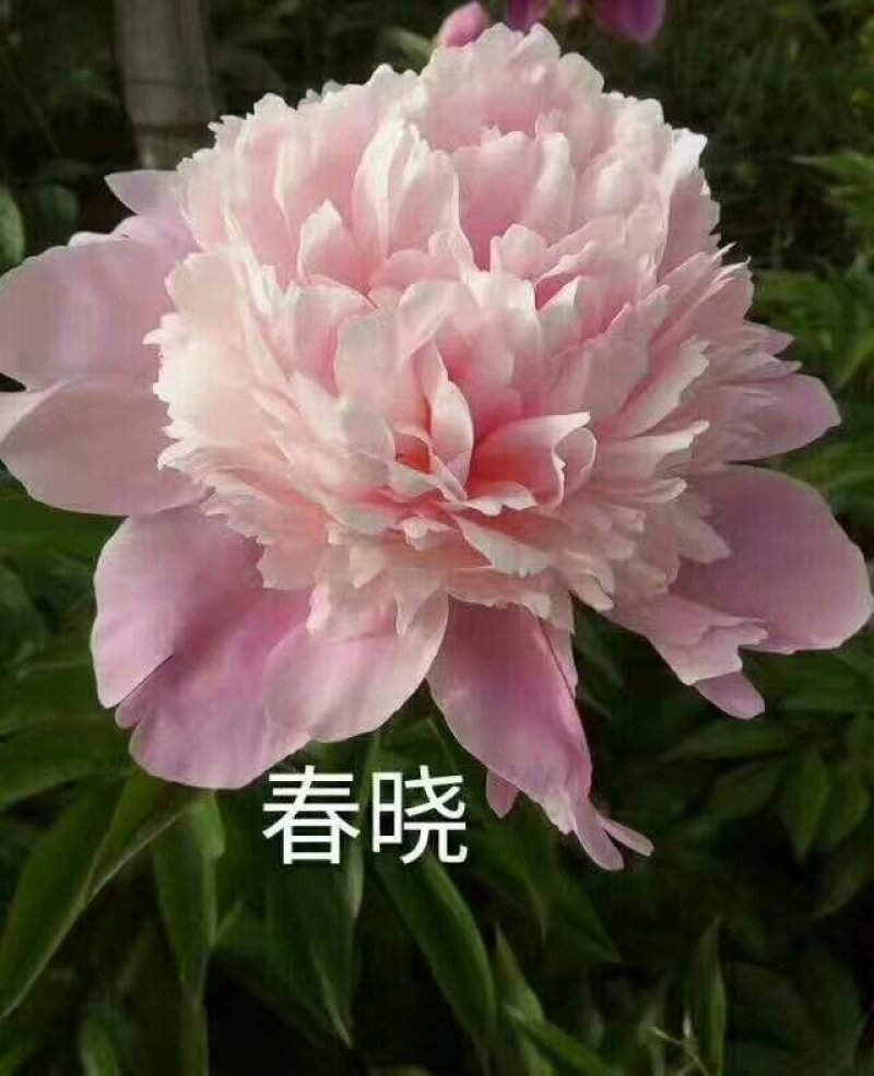 观赏芍药重瓣芍药多花芍药芍药菏泽芍药