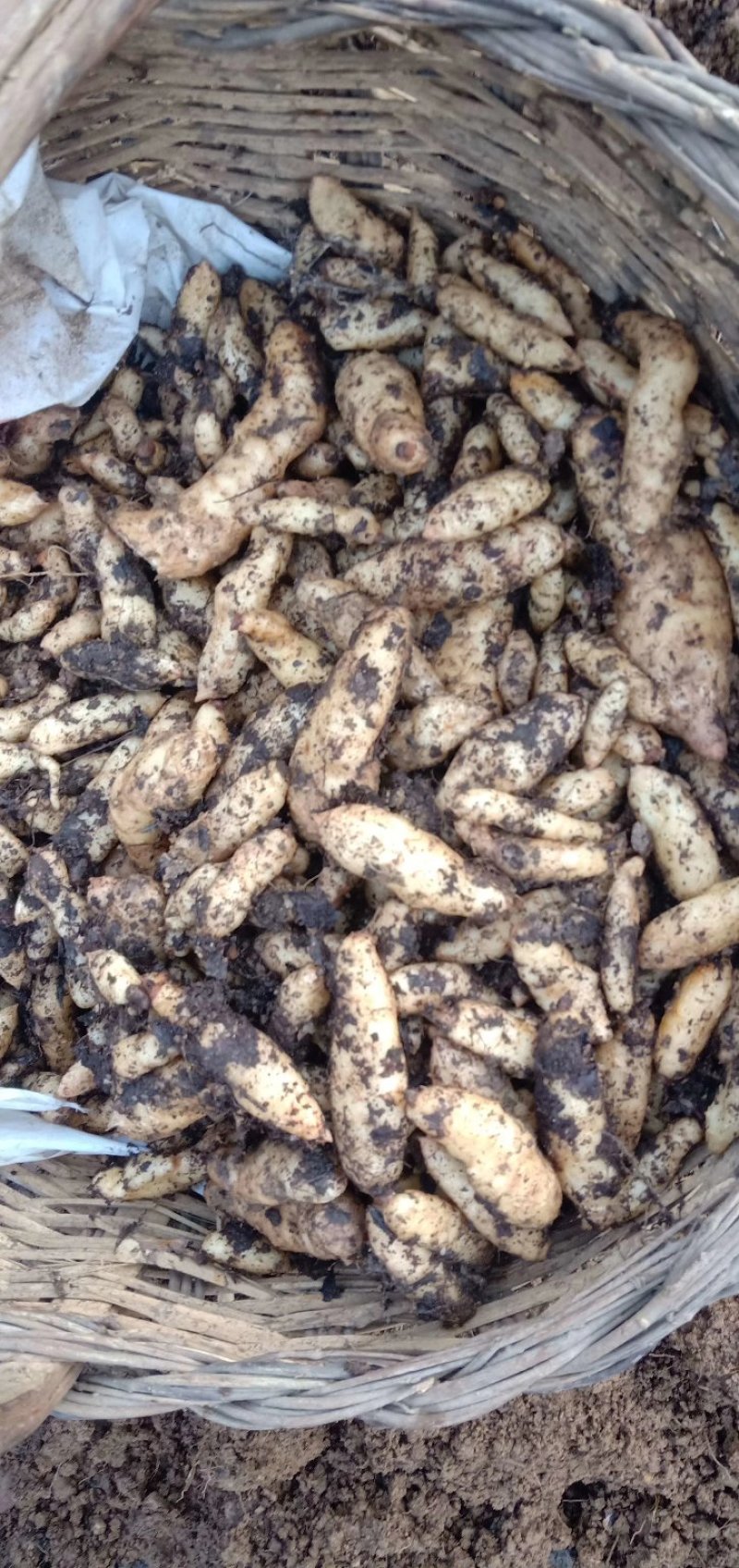 天麻猪苓通用优质密环菌母种原种栽培种欢迎电联系