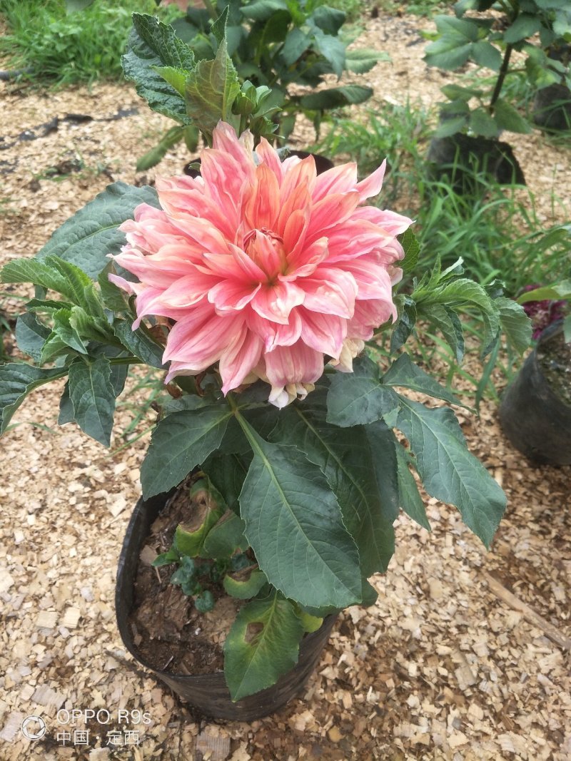 大丽花，甘肃大丽花，临洮大丽花，甘肃临洮大丽花
