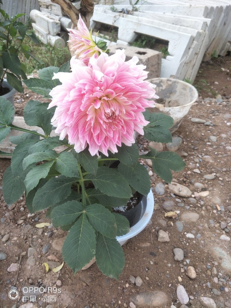 大丽花，甘肃大丽花，临洮大丽花，甘肃临洮大丽花