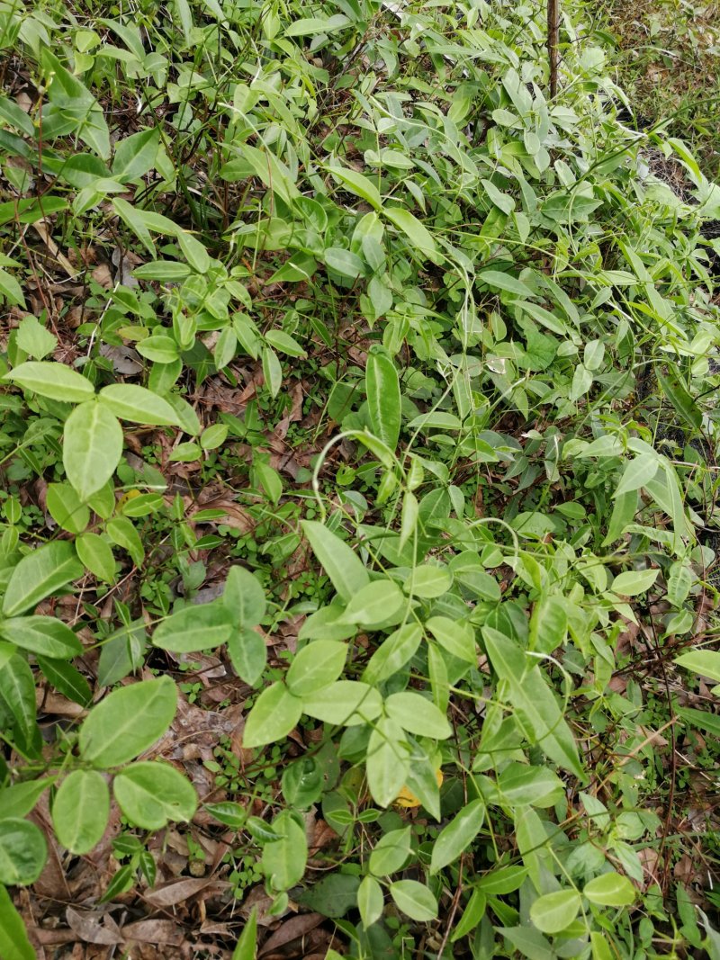 小叶牛大力苗，天冬苗