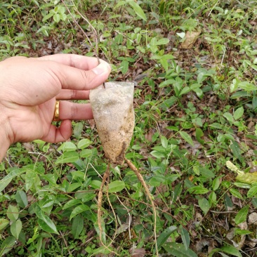 小叶牛大力苗，天冬苗