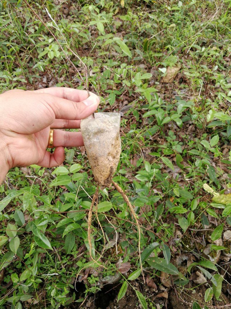 小叶牛大力苗，天冬苗