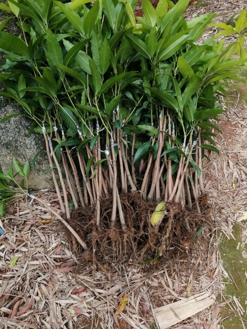 四季蜜芒嫁接苗，金煌芒，桂七芒，澳芒，贵妃芒，台农芒等等