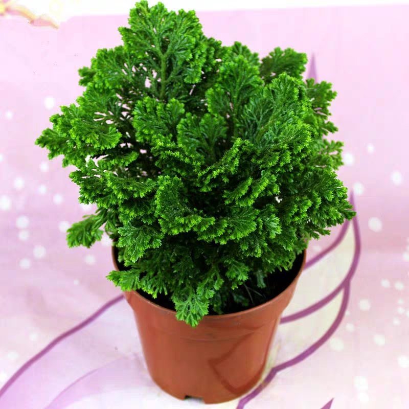 卷柏盆栽绿植不死草四季常青吸甲醛净化空气珊瑚草