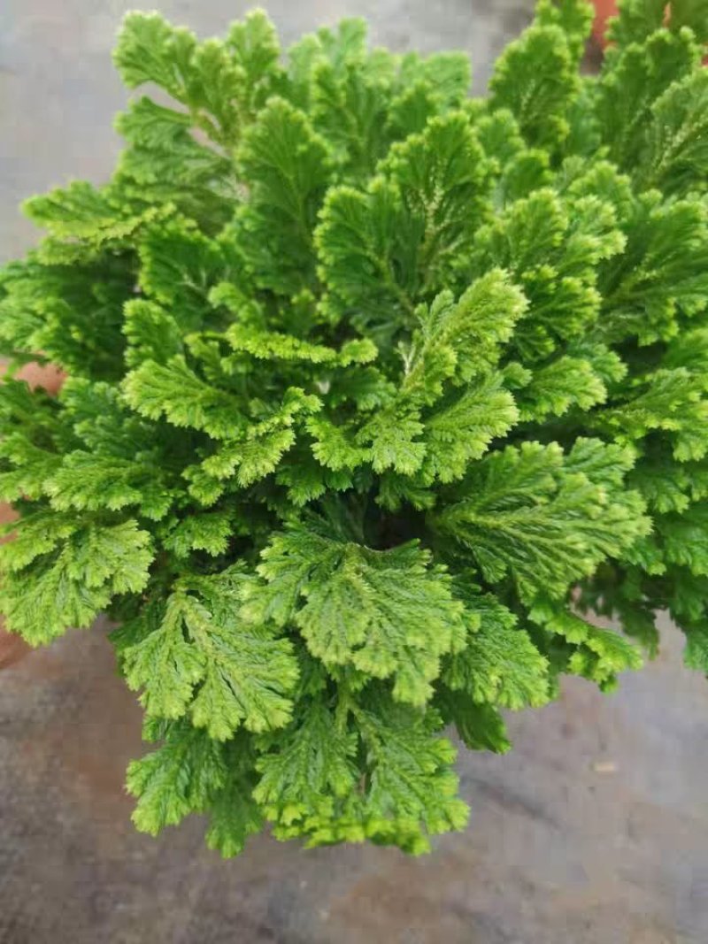 卷柏盆栽绿植不死草四季常青吸甲醛净化空气珊瑚草