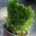 卷柏盆栽绿植不死草四季常青吸甲醛净化空气珊瑚草
