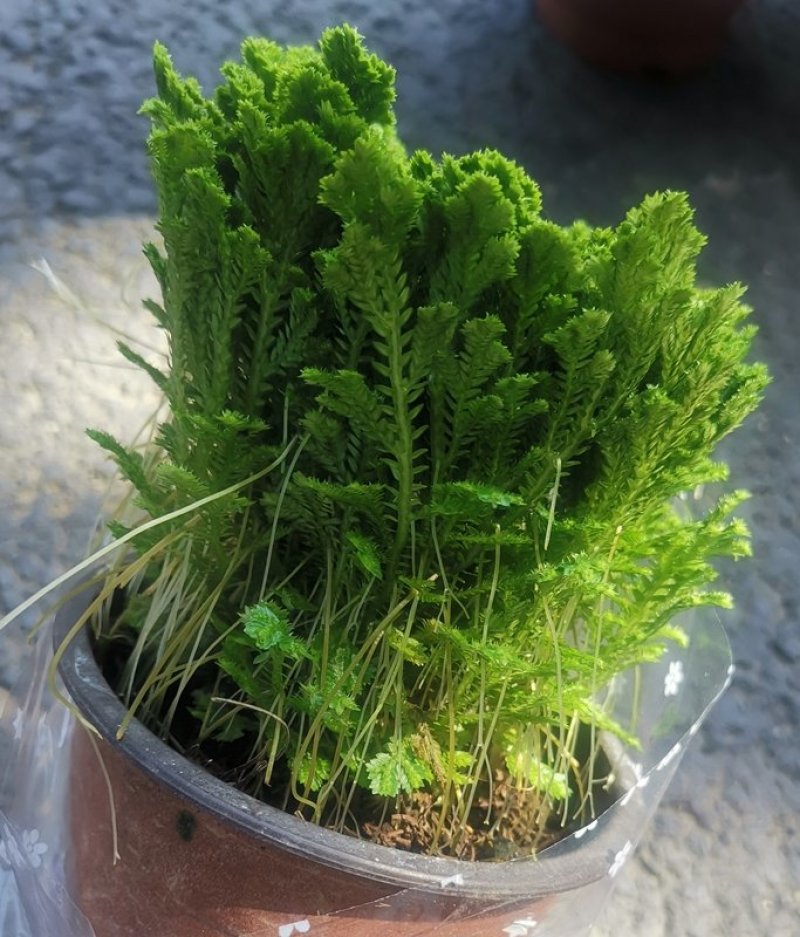 卷柏盆栽绿植不死草四季常青吸甲醛净化空气珊瑚草
