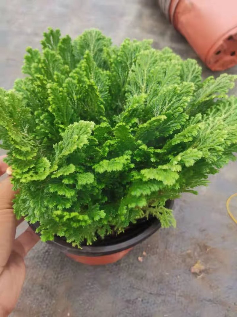 卷柏盆栽绿植不死草四季常青吸甲醛净化空气珊瑚草