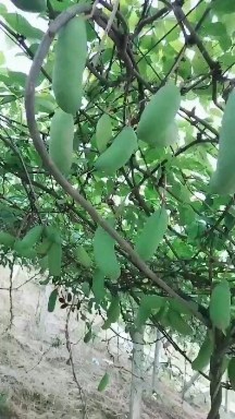 八月瓜苗明年结果新鲜挖苗可签合同回收果子