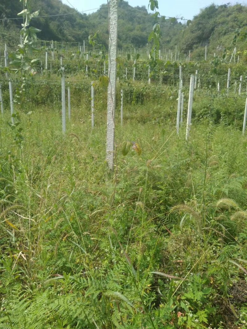 八月瓜苗明年结果新鲜挖苗可签合同回收果子