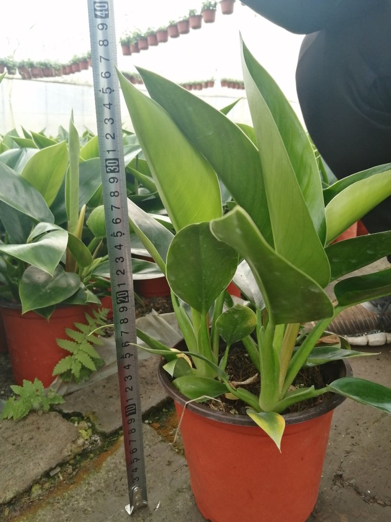 大叶金钻盆栽，花卉基地直销