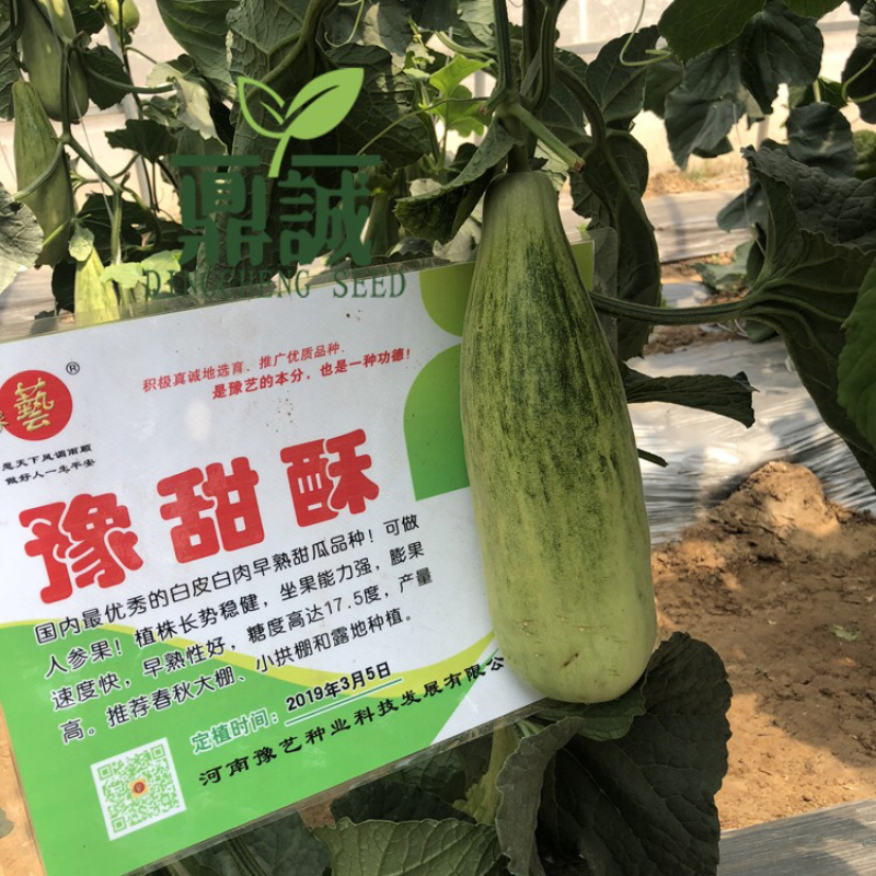 豫艺豫甜酥羊角酥甜瓜种子肉色淡绿瓤色橙红10g