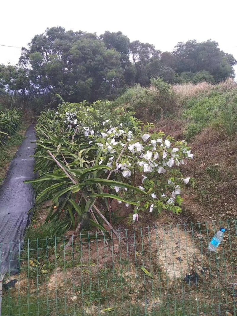 防草布除草布打孔热切地布切片防草布打孔切片厂家直销