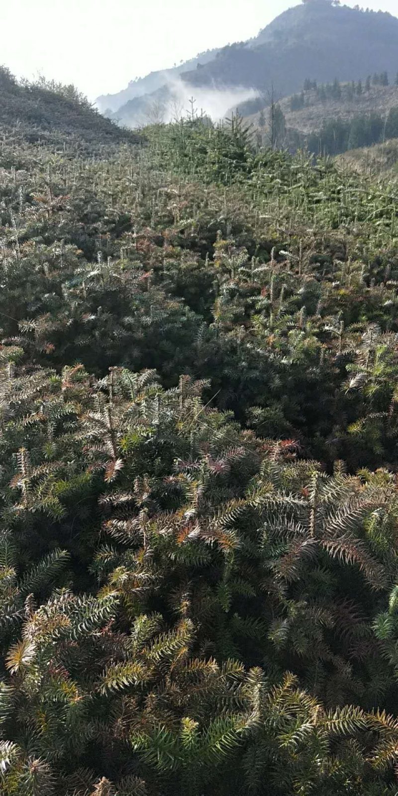 种苗