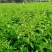 基地出售高产菜枸杞苗菜用枸杞食用枸杞叶包成活