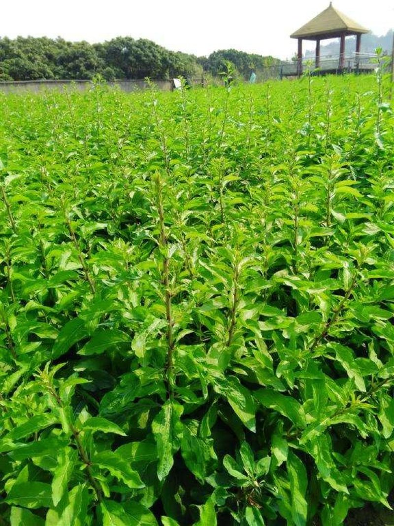 基地出售高产菜枸杞苗菜用枸杞食用枸杞叶包成活