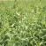 基地出售高产菜枸杞苗菜用枸杞食用枸杞叶包成活
