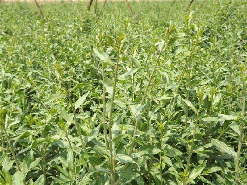 基地出售高产菜枸杞苗菜用枸杞食用枸杞叶包成活