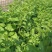 基地出售高产菜枸杞苗菜用枸杞食用枸杞叶包成活