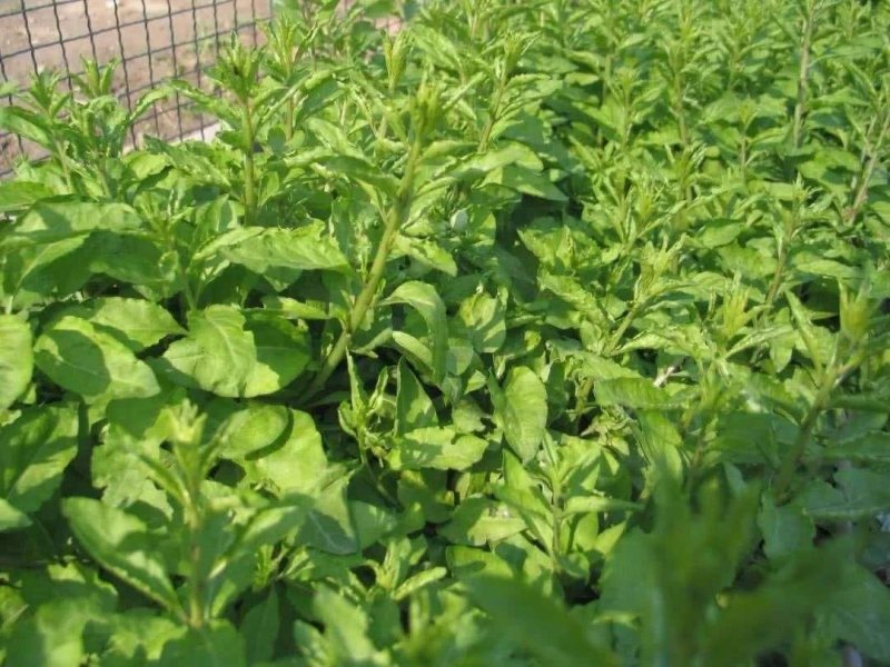 基地出售高产菜枸杞苗菜用枸杞食用枸杞叶包成活