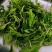基地出售高产菜枸杞苗菜用枸杞食用枸杞叶包成活