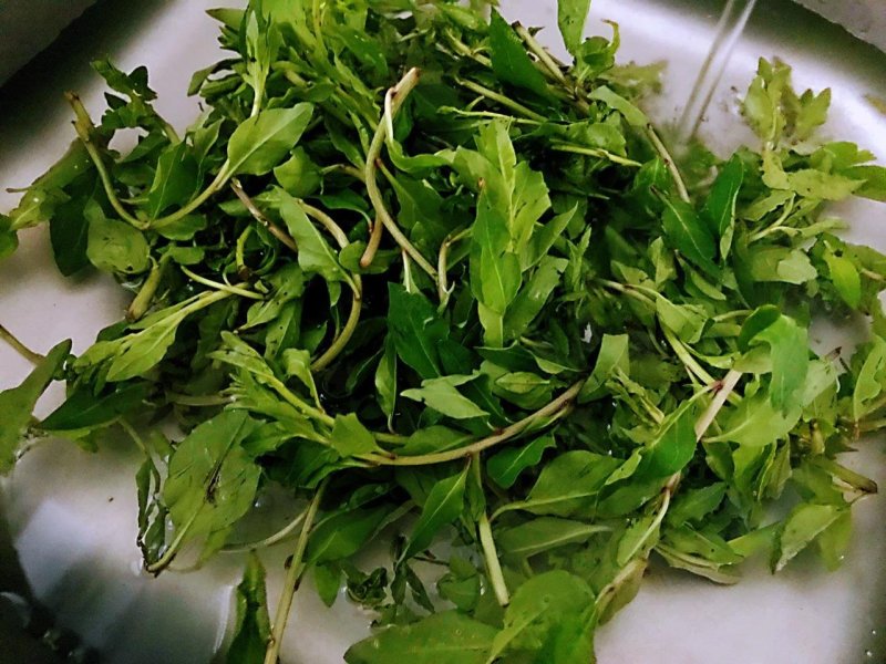 基地出售高产菜枸杞苗菜用枸杞食用枸杞叶包成活