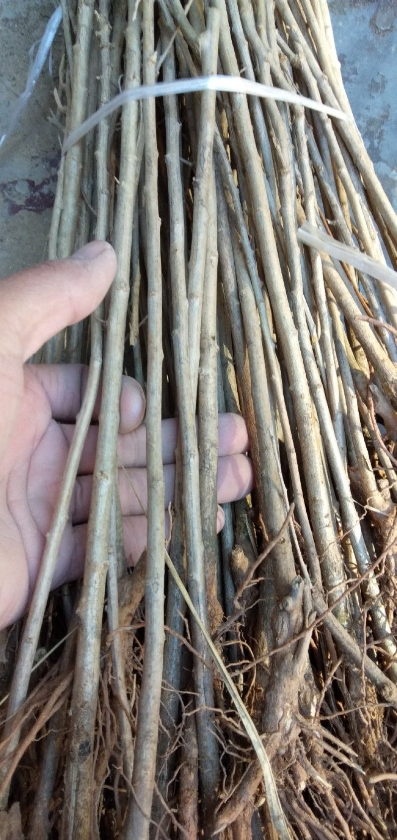 基地出售高产菜枸杞苗菜用枸杞食用枸杞叶包成活