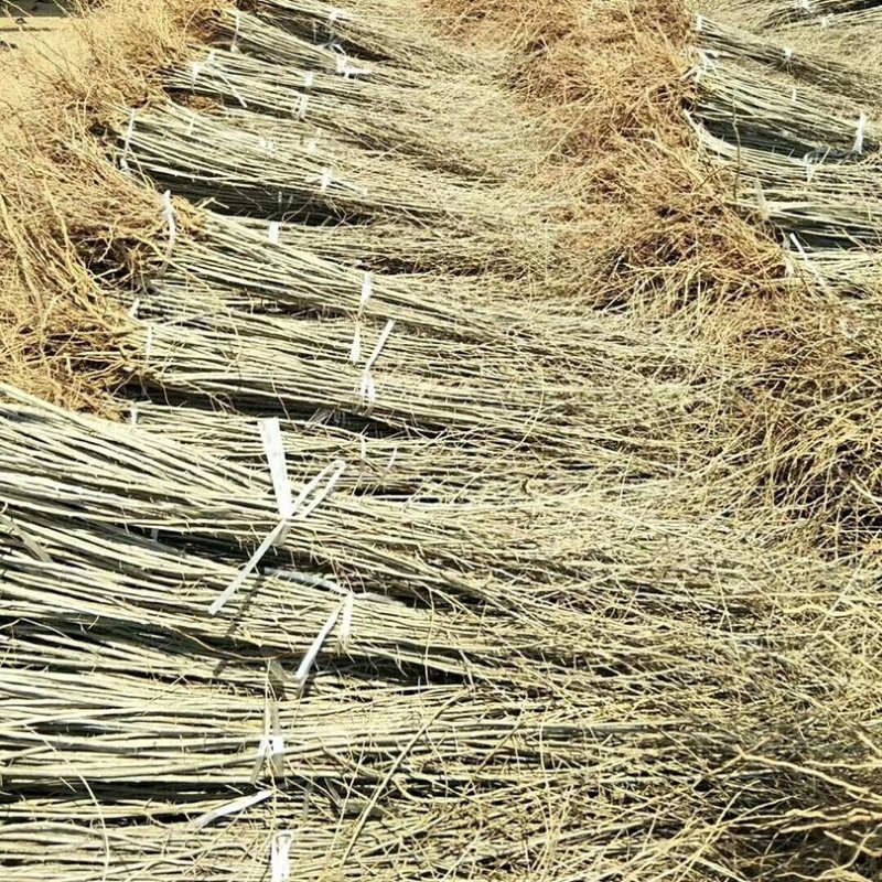 基地出售高产菜枸杞苗菜用枸杞食用枸杞叶包成活