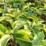咖啡苗当年结果，可盆栽观赏地栽高产。
