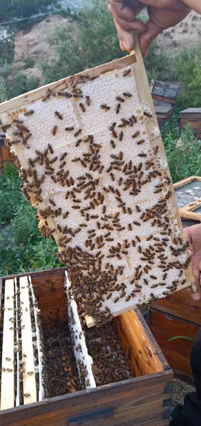 [冲量促销包邮]有好货来自大西北纯正蜂巢蜜老全封盖