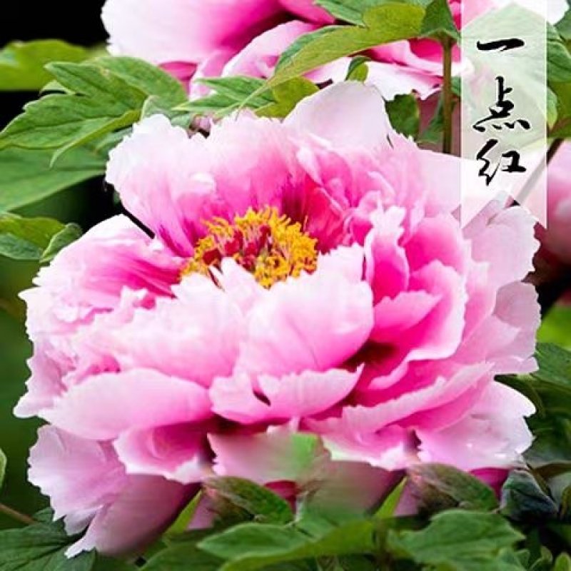 勺药花苗红粉黄白品种齐全蓝盆栽地栽南北适种耐寒