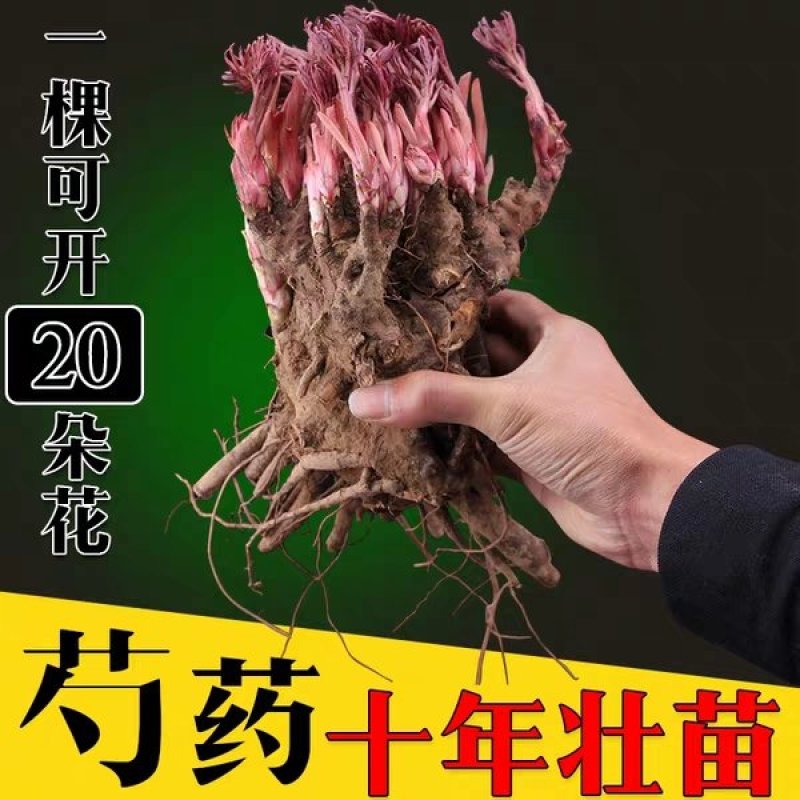 勺药花苗红粉黄白品种齐全蓝盆栽地栽南北适种耐寒