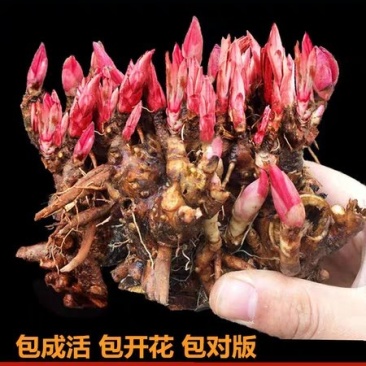 勺药花苗红粉黄白品种齐全蓝盆栽地栽南北适种耐寒