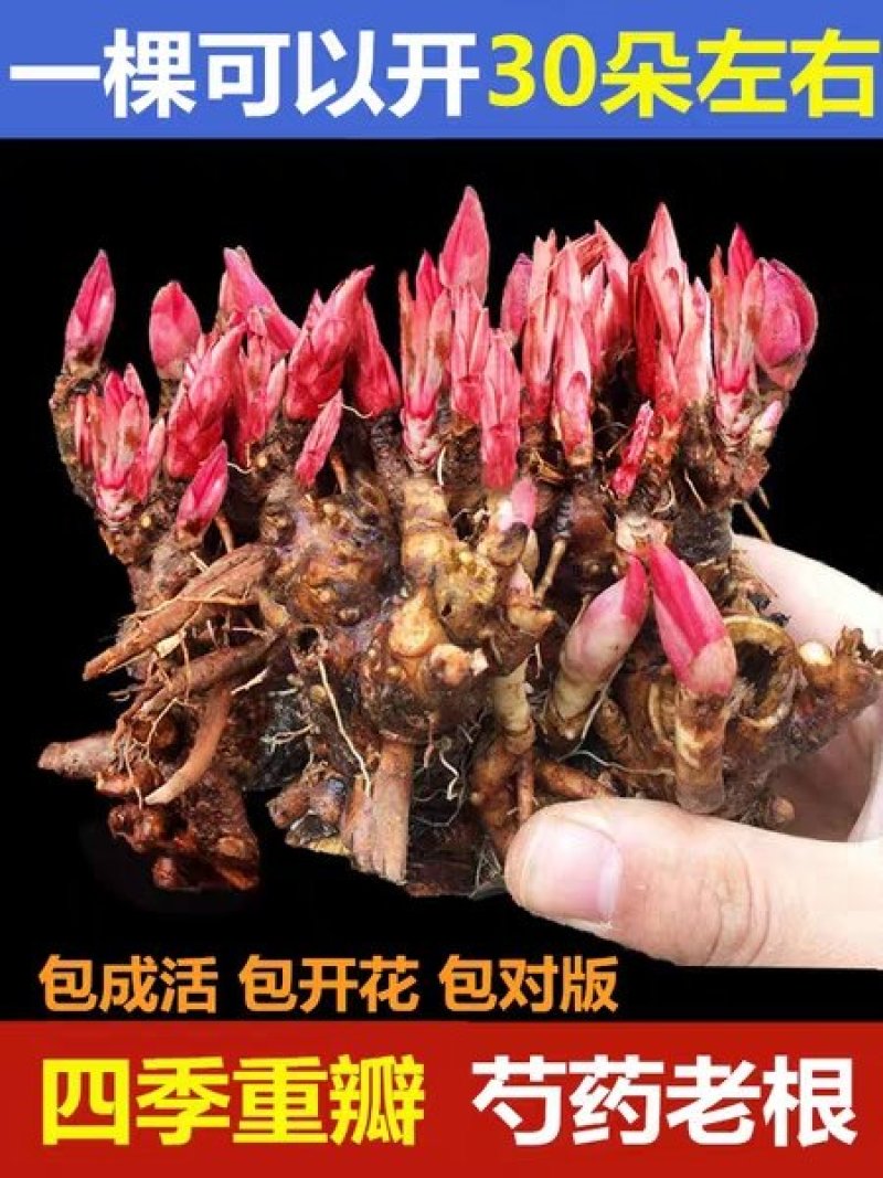 勺药花苗红粉黄白品种齐全蓝盆栽地栽南北适种耐寒