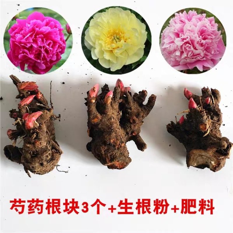 勺药花苗红粉黄白品种齐全蓝盆栽地栽南北适种耐寒