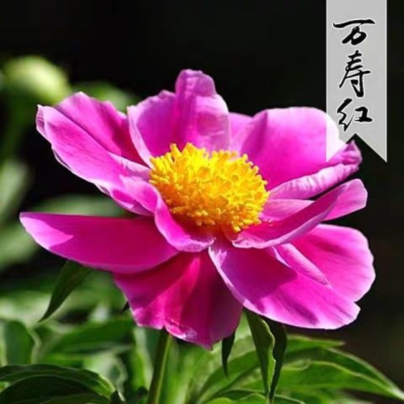 勺药花苗红粉黄白品种齐全蓝盆栽地栽南北适种耐寒