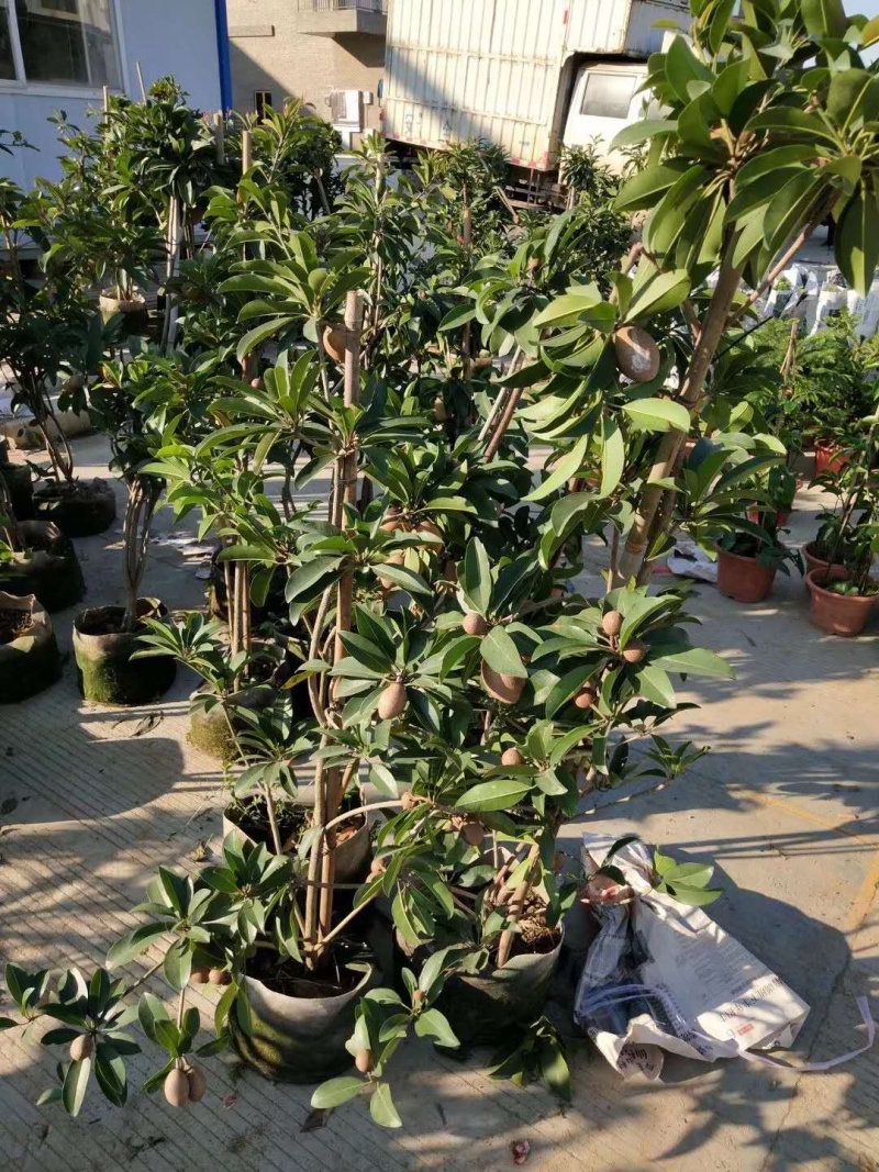 人心果苗杯苗盆栽苗实生苗包邮