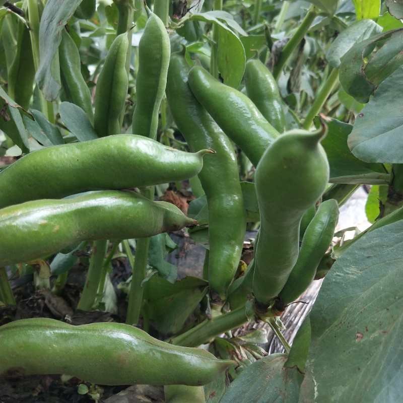 大量