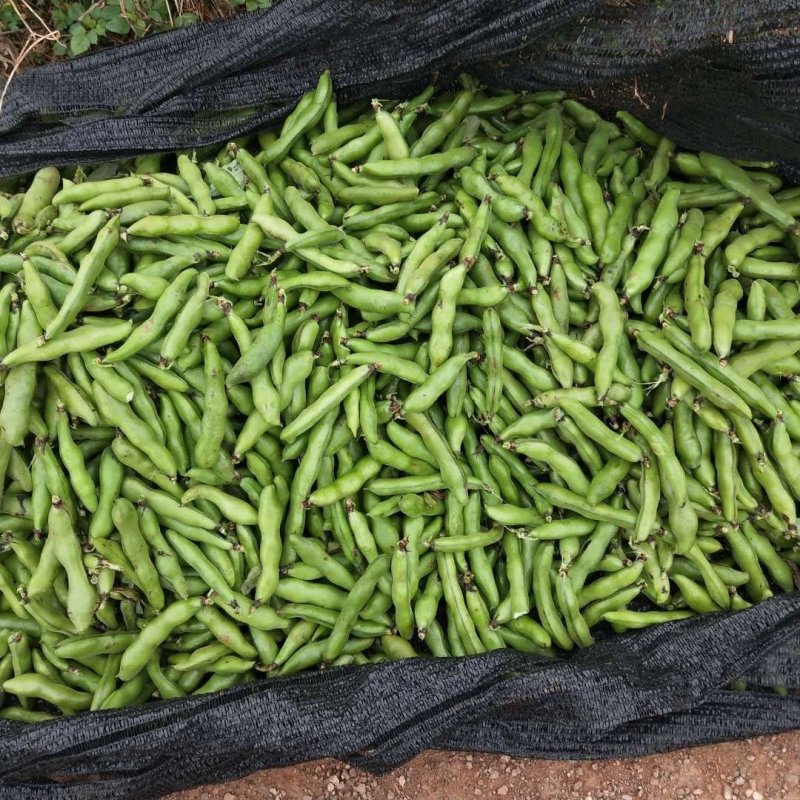 大量