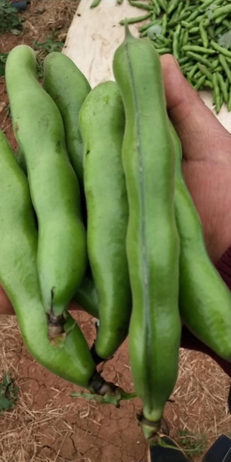 大量