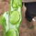 大量