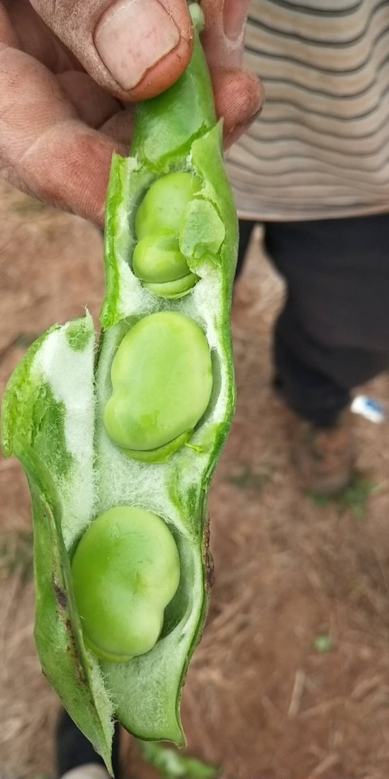 大量