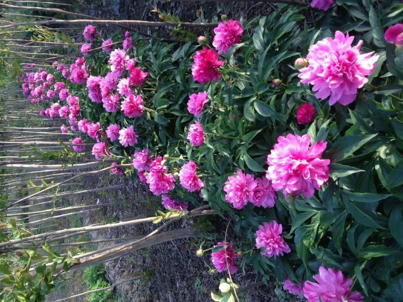 芍药可视频看货产地直供量大从优重瓣儿