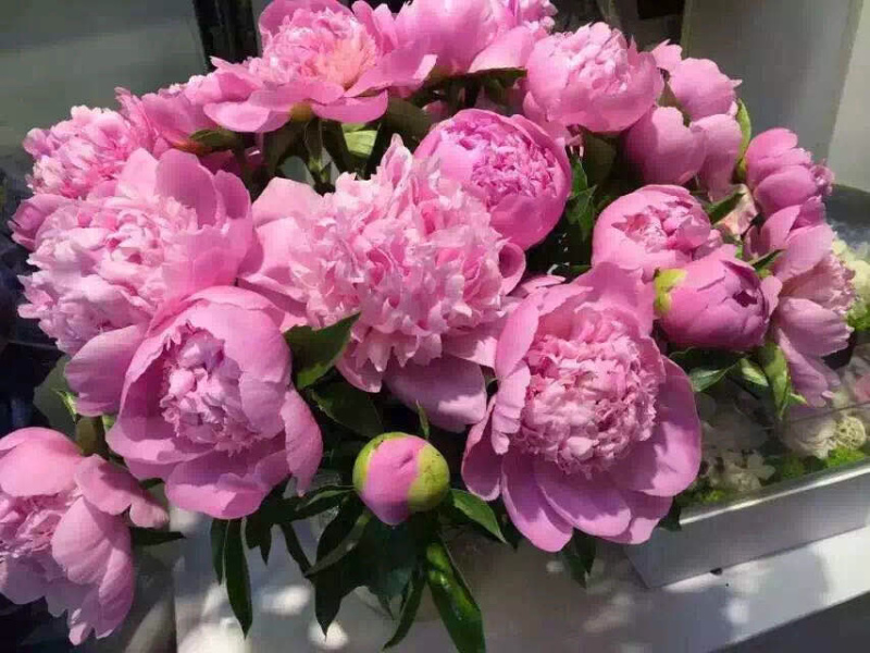 芍药可视频看货产地直供量大从优重瓣儿
