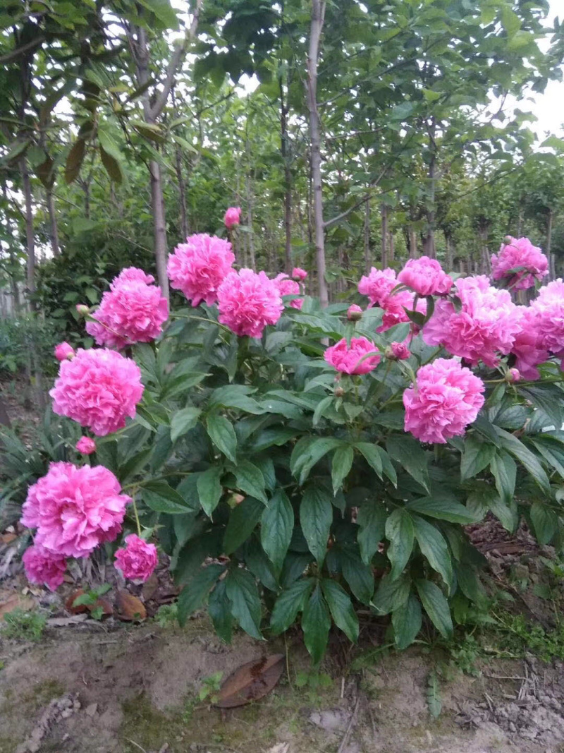 芍药可视频看货产地直供量大从优重瓣儿