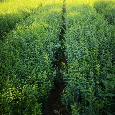 水蜡大量出售播种苗金叶水蜡。快递包邮量大优惠