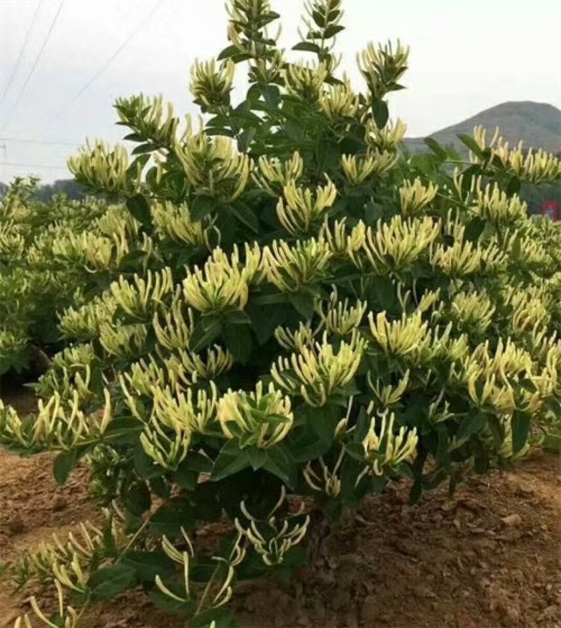 金银花树型高产药用金银花包回收，包成活