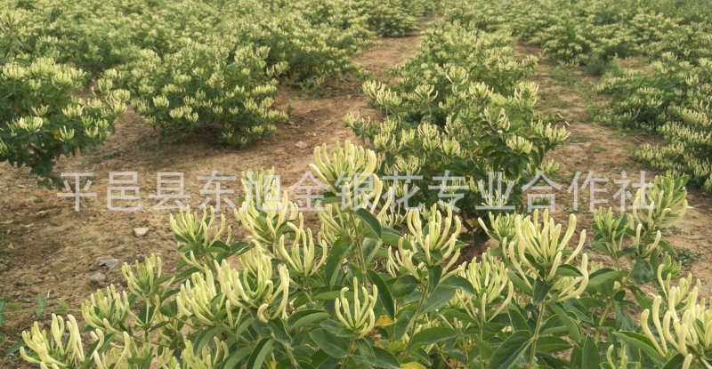 金银花树型高产药用金银花包回收，包成活